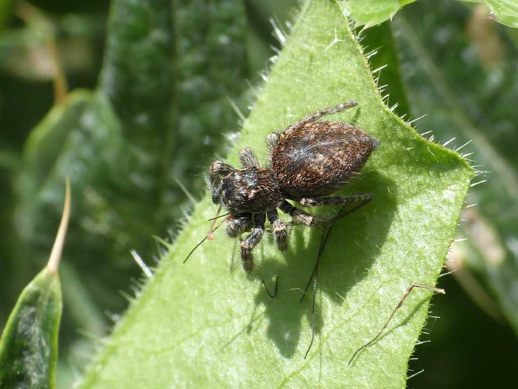 Philaeus chrysops femmina - Tolfa (RM)